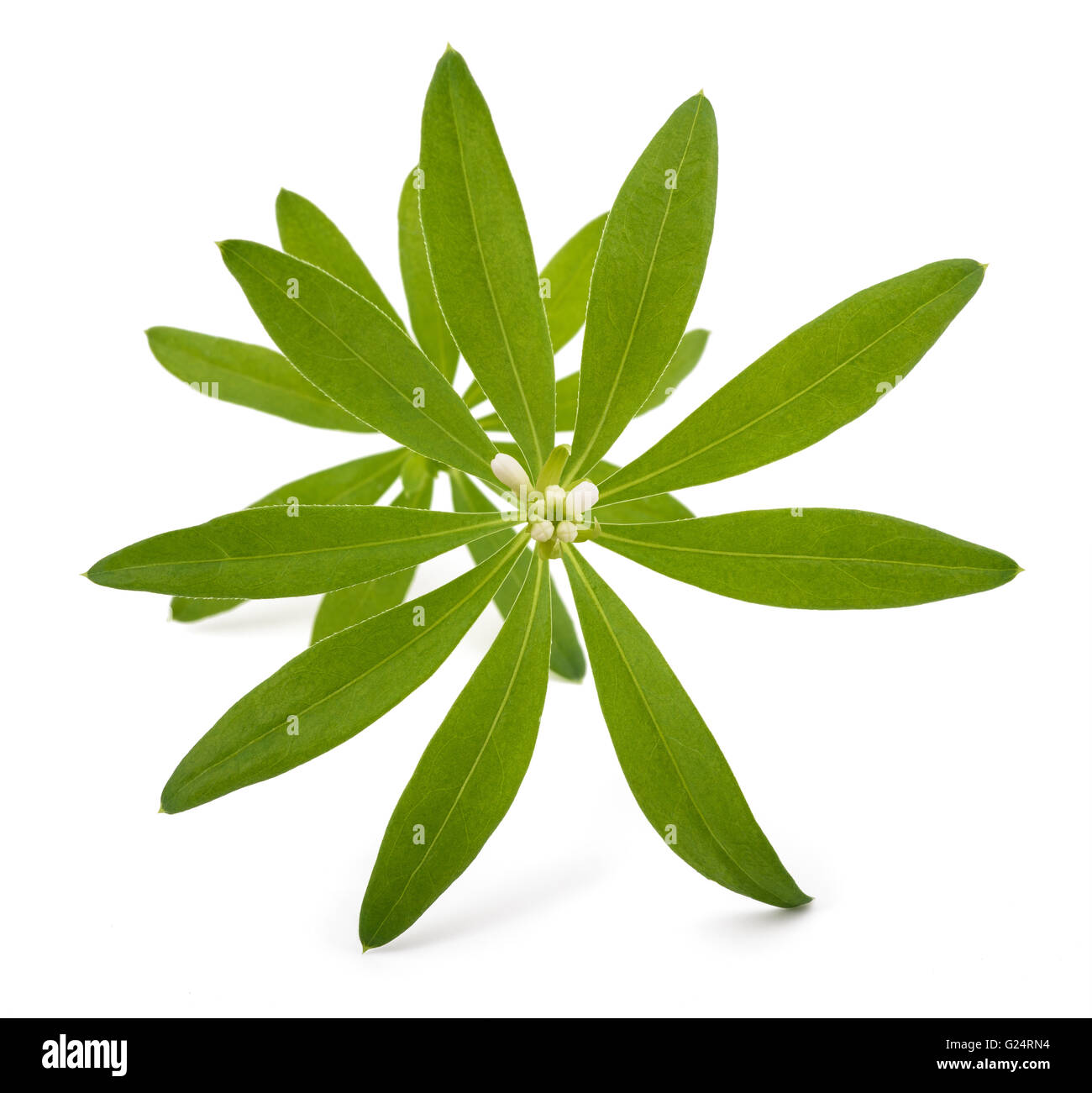 Fresh sweet woodruff with flowers isolated on white background Stock Photo