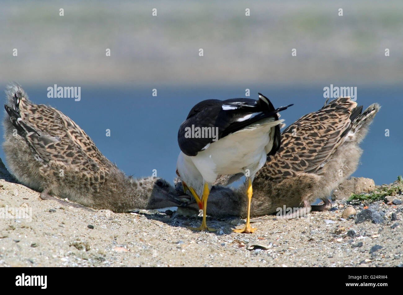 Lesser black-backed gull (Larus fuscus) parent regurgitating food for its two chicks in the dunes Stock Photo