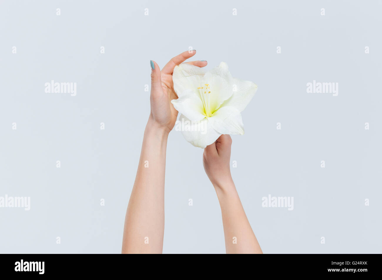 Female hands holding lily isolated on a white background Stock Photo
