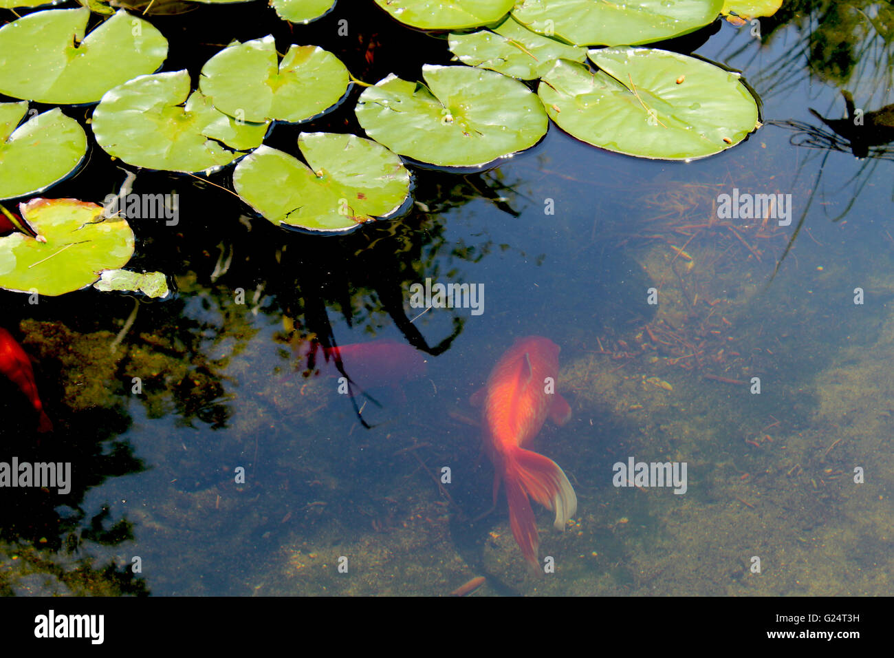 Goldfish Koi swim among green flat Lilly Pads in an ornamental garden pond. Stock Photo