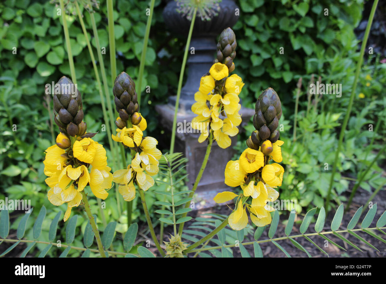 This statuesque, evergreen shrub is a stellar specimen for the winter