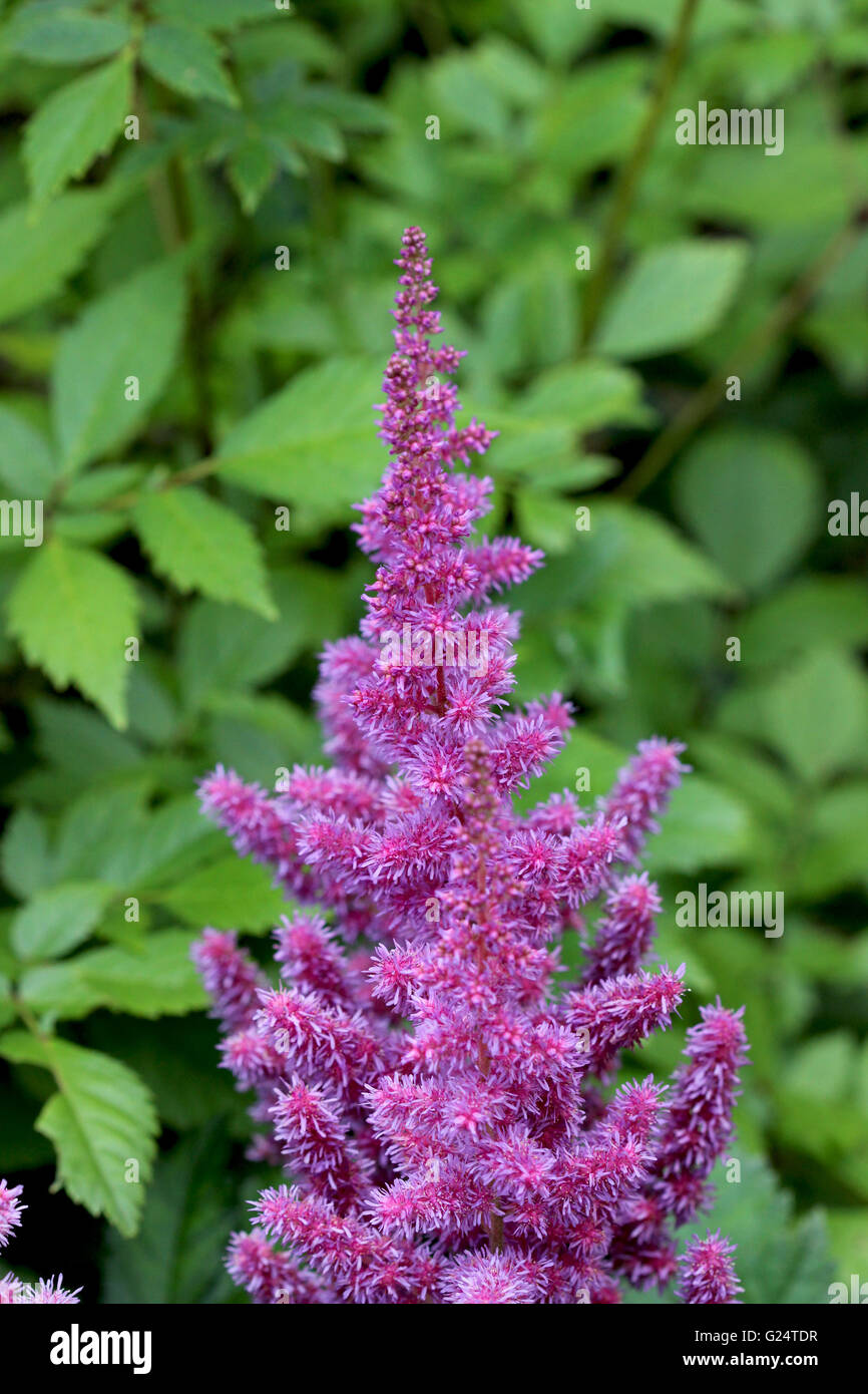 Astilbe is a genus of 18 species of rhizomatous flowering plants, within the family Saxifragaceae. Stock Photo