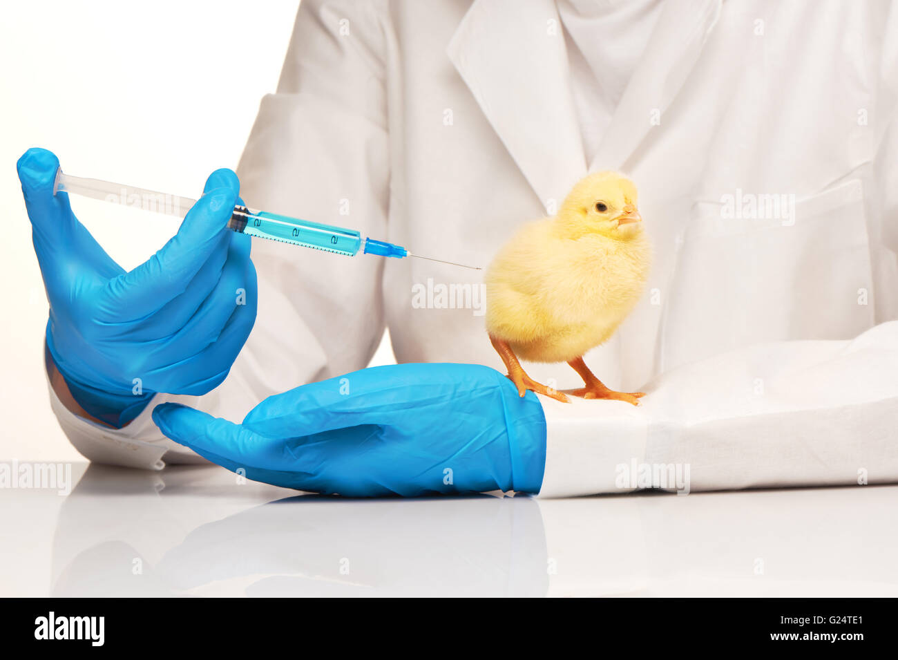 Veterinarian makes an injection to small yellow chicken with syringe over white background Stock