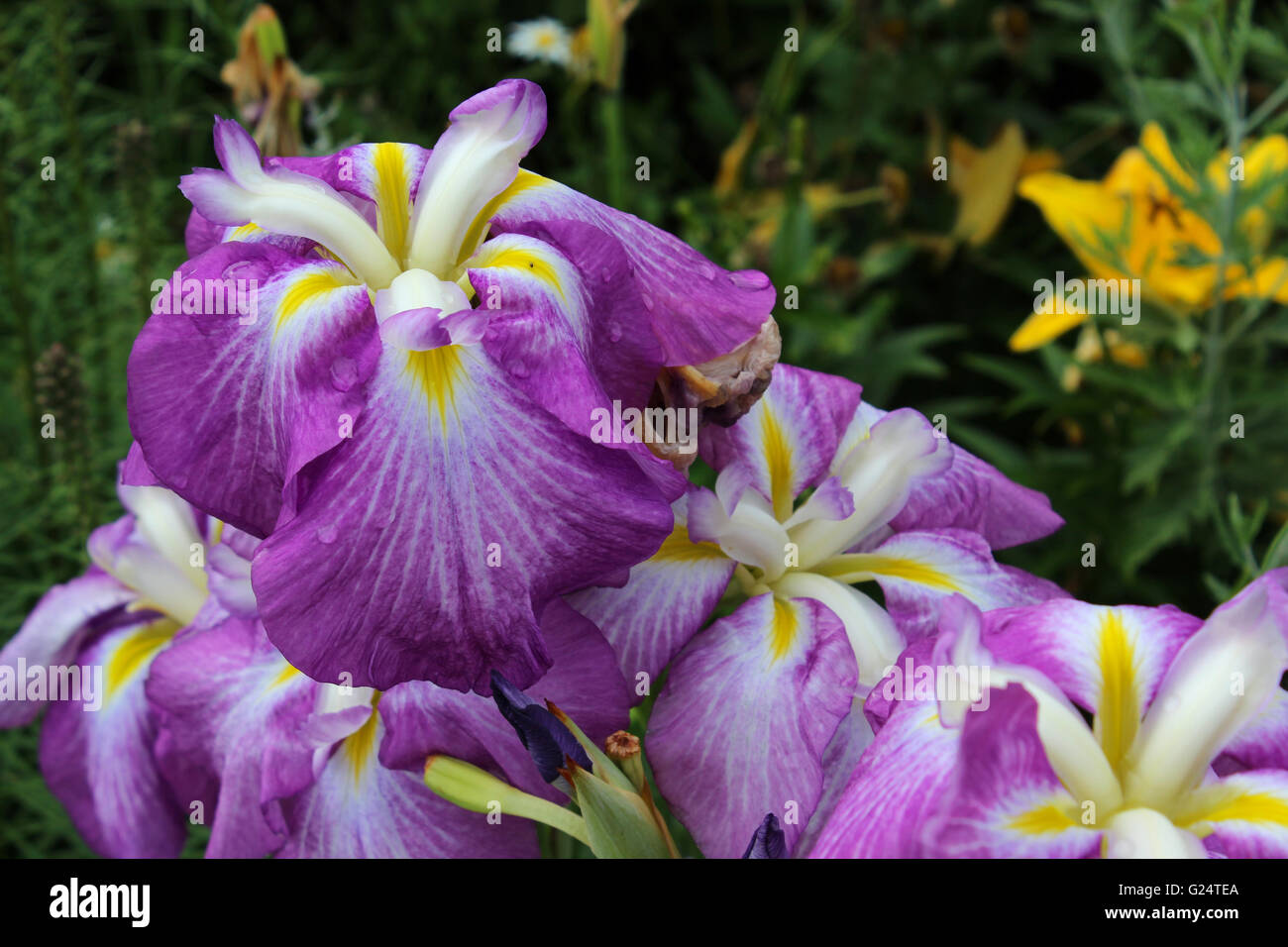 Iris is a genus of 260–300 species of flowering plants with showy flowers. It is a popular perennial garden flower. Stock Photo