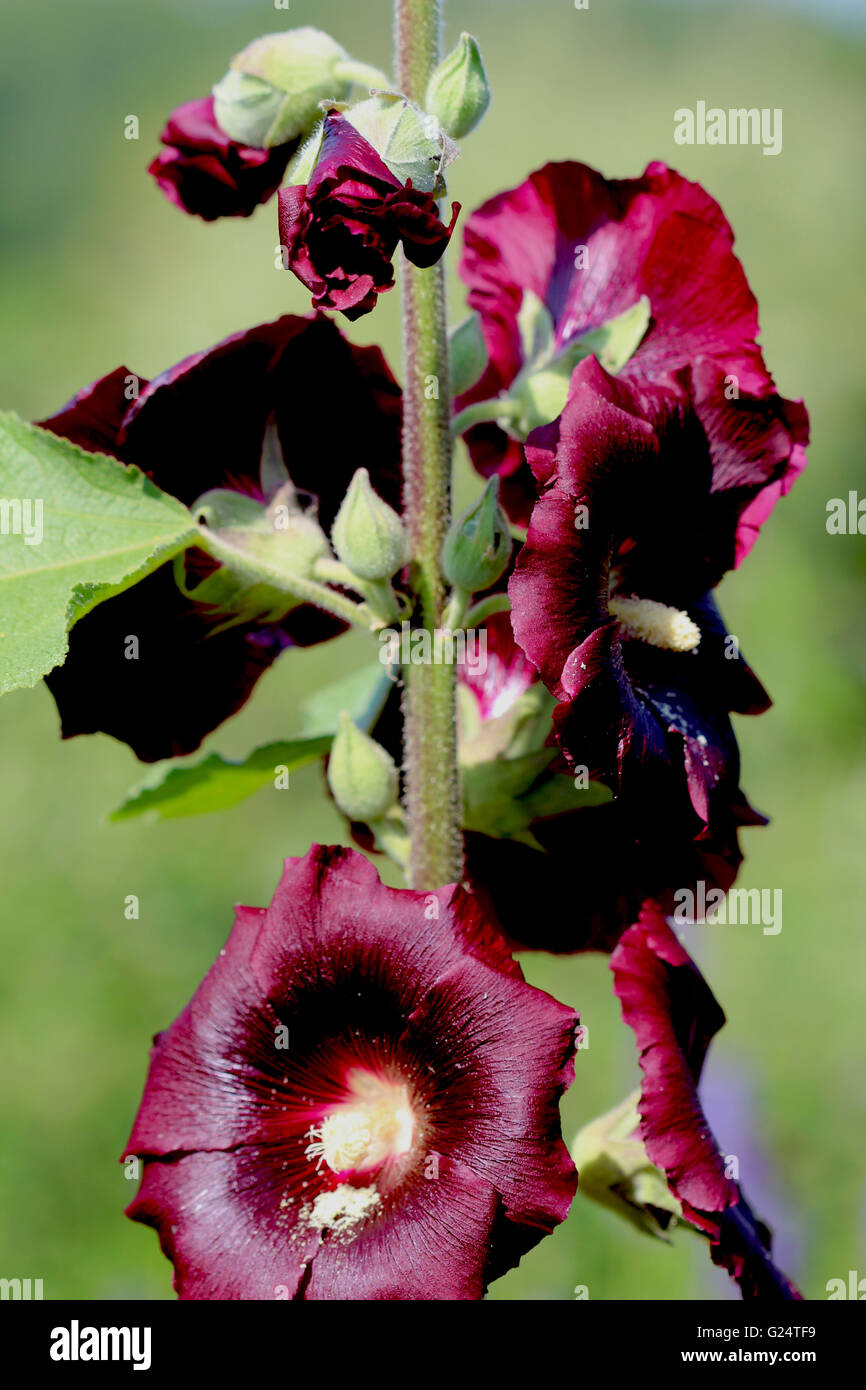 Alcea rosea (common hollyhock) is an ornamental plant in the Malvaceae family. Stock Photo