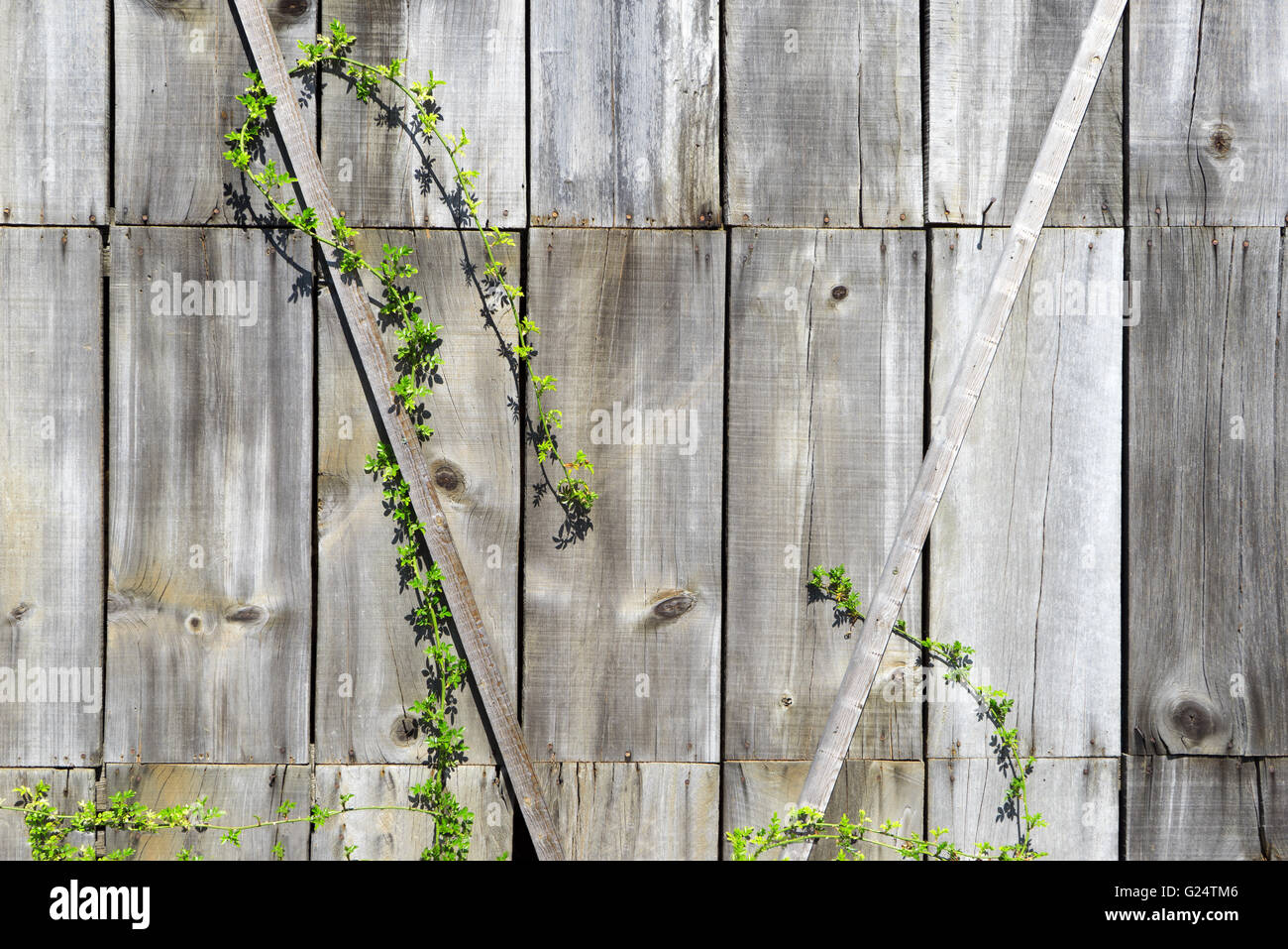 Creeping plant on a wooden wall Stock Photo