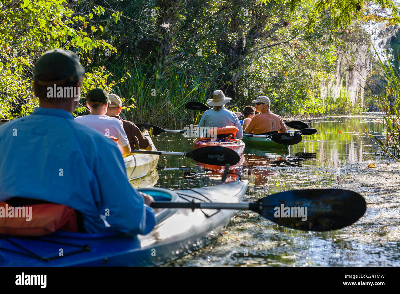 A group of tourists kayaking in the Evergades national Park. Stock Photo