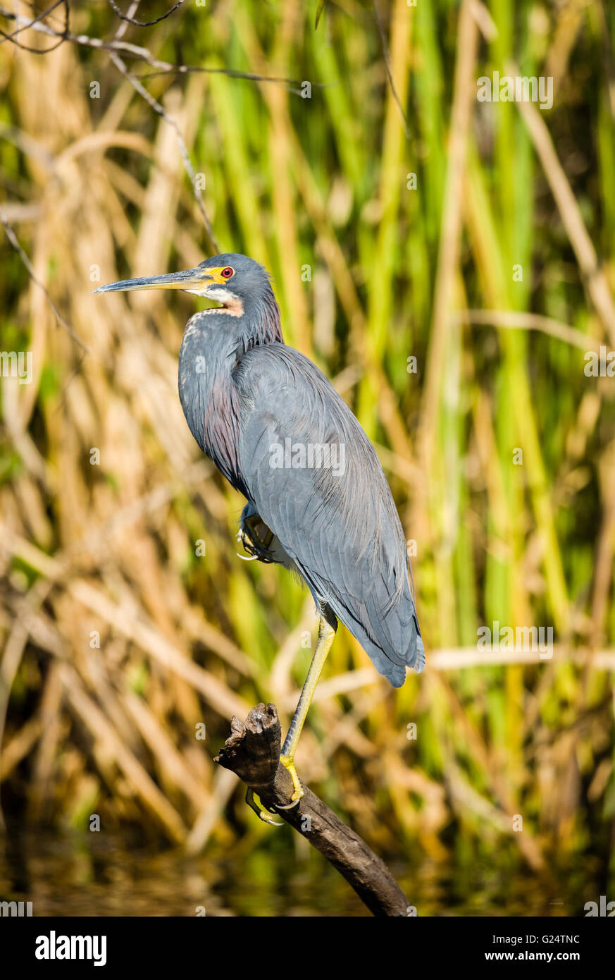 Tri-colored heron perched on a branch in the marsh. Stock Photo
