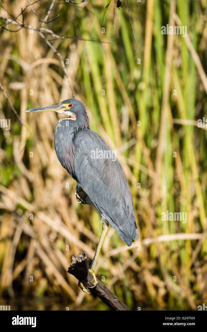 Tri-colored heron perched on a branch in the Everglades. Stock Photo