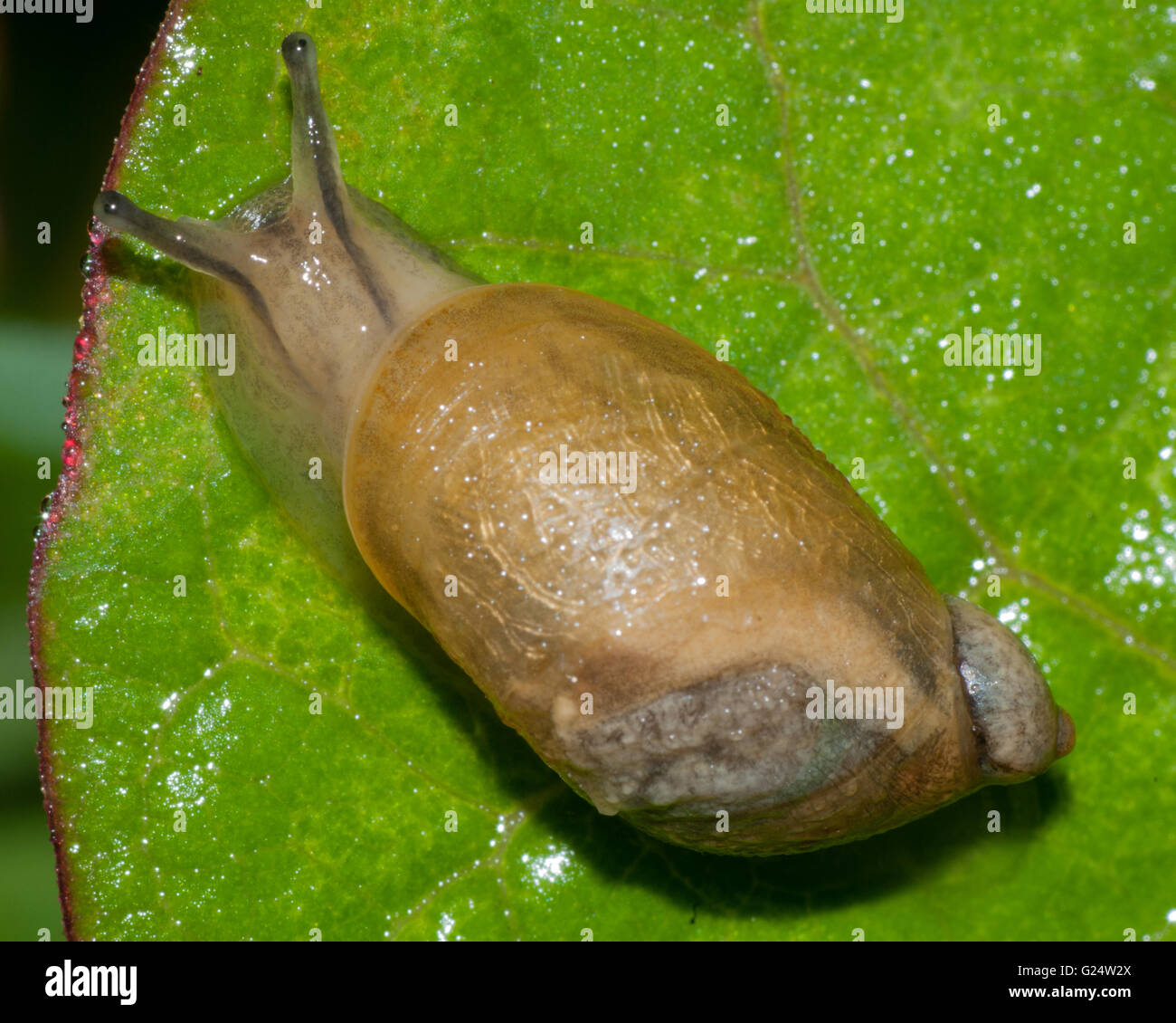 Garden Snail perched on a green plant leaf. Stock Photo