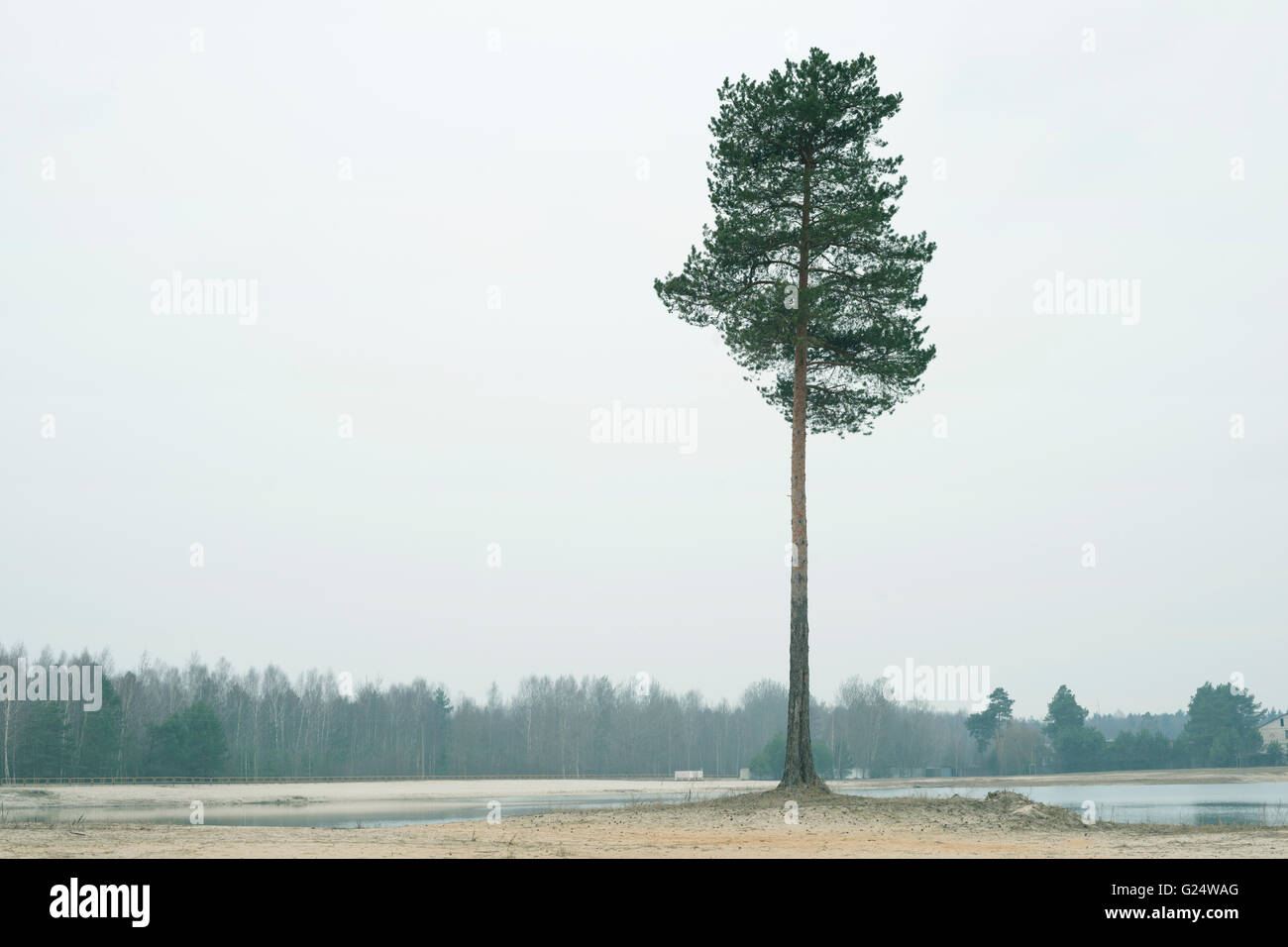 Tall pine tree hi-res stock photography and images - Alamy