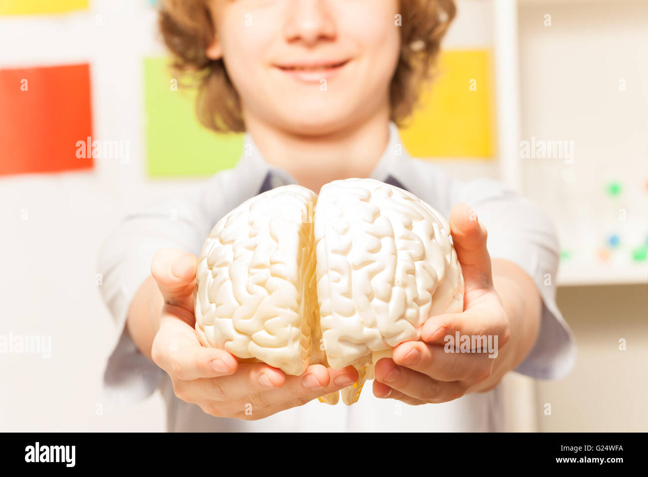 Smiling boy holding cerebrum model at his hands Stock Photo