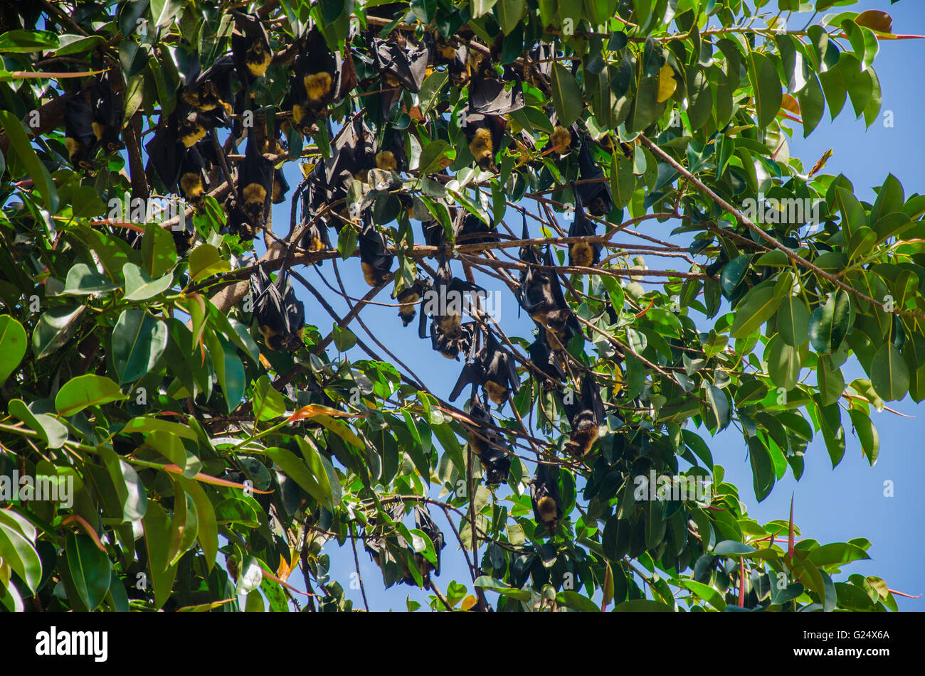 Flying fox bat feeding hi-res stock photography and images - Alamy