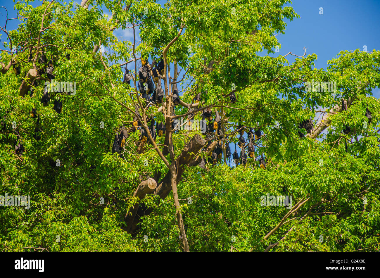 Australian native bats hi-res stock photography and images - Alamy