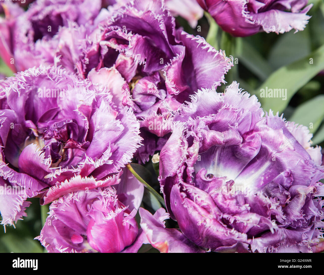 bunch of tulip flowers close up for background Stock Photo - Alamy