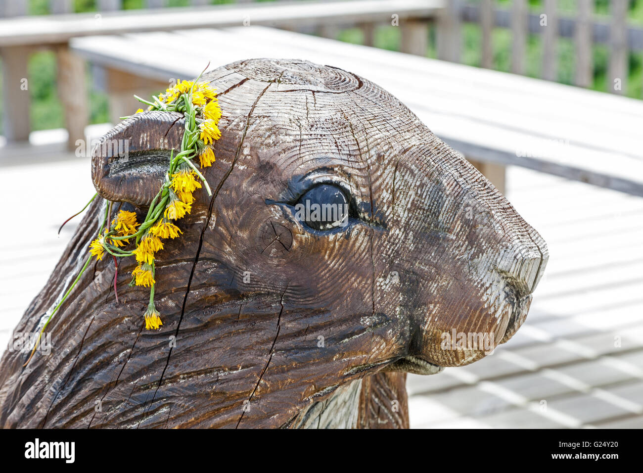 A carving of a wooden Marmot with a garland of daisies on the Schmitten mountain or Schmittenhohe Zell am See Austria Europe Stock Photo