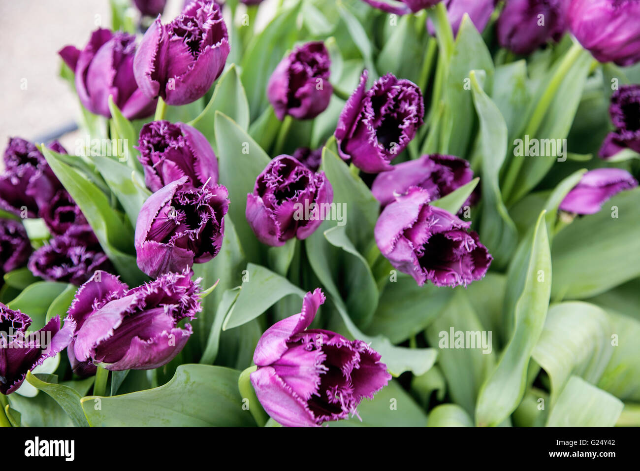 bunch of tulip flowers close up for background Stock Photo - Alamy