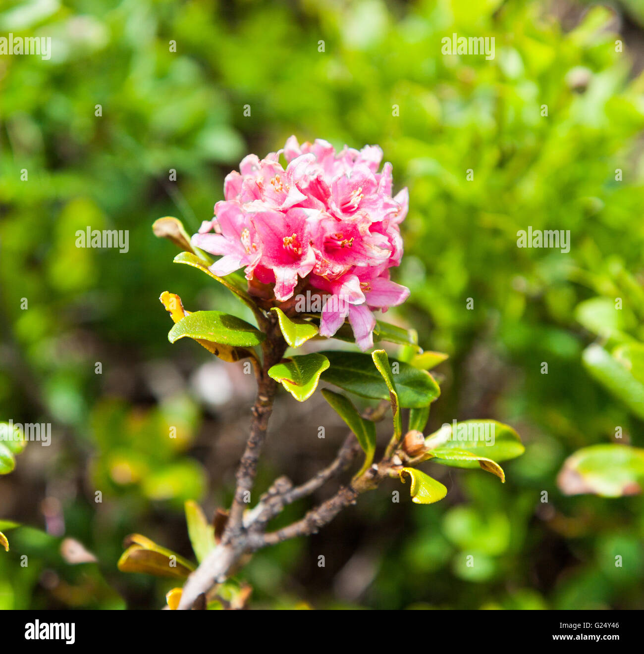 Alpine Roses or Rose (Rhododendron ferrugineum) or Rostblattrige Alpenrose Zell am See Austria Stock Photo
