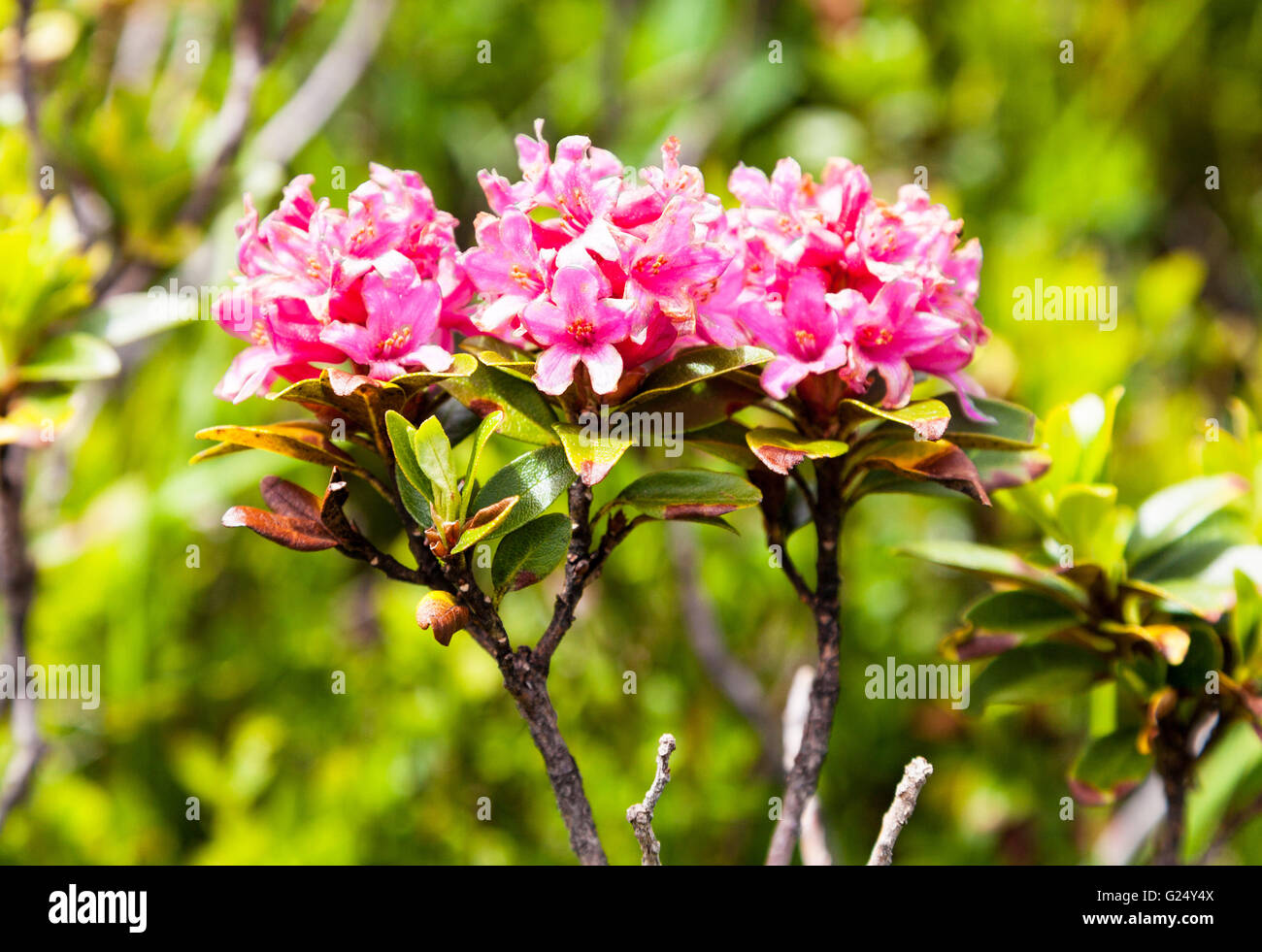 Alpine Roses or Rose (Rhododendron ferrugineum) or Rostblattrige Alpenrose Zell am See Austria Stock Photo