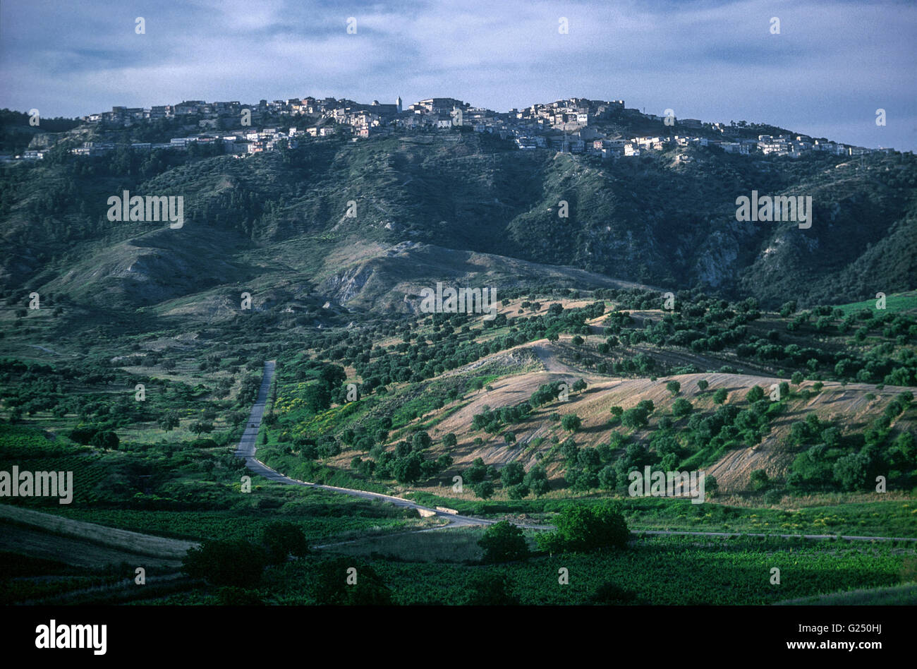 Olive grove calabria italy hi-res stock photography and images - Alamy