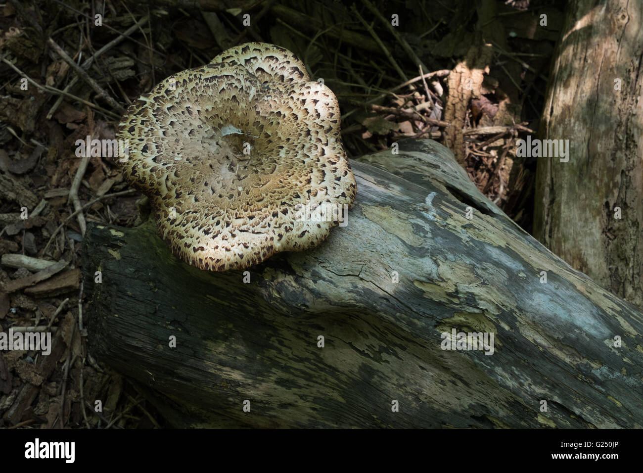 Hawks Wing mushroom growing on a decaying log on the forest floor near