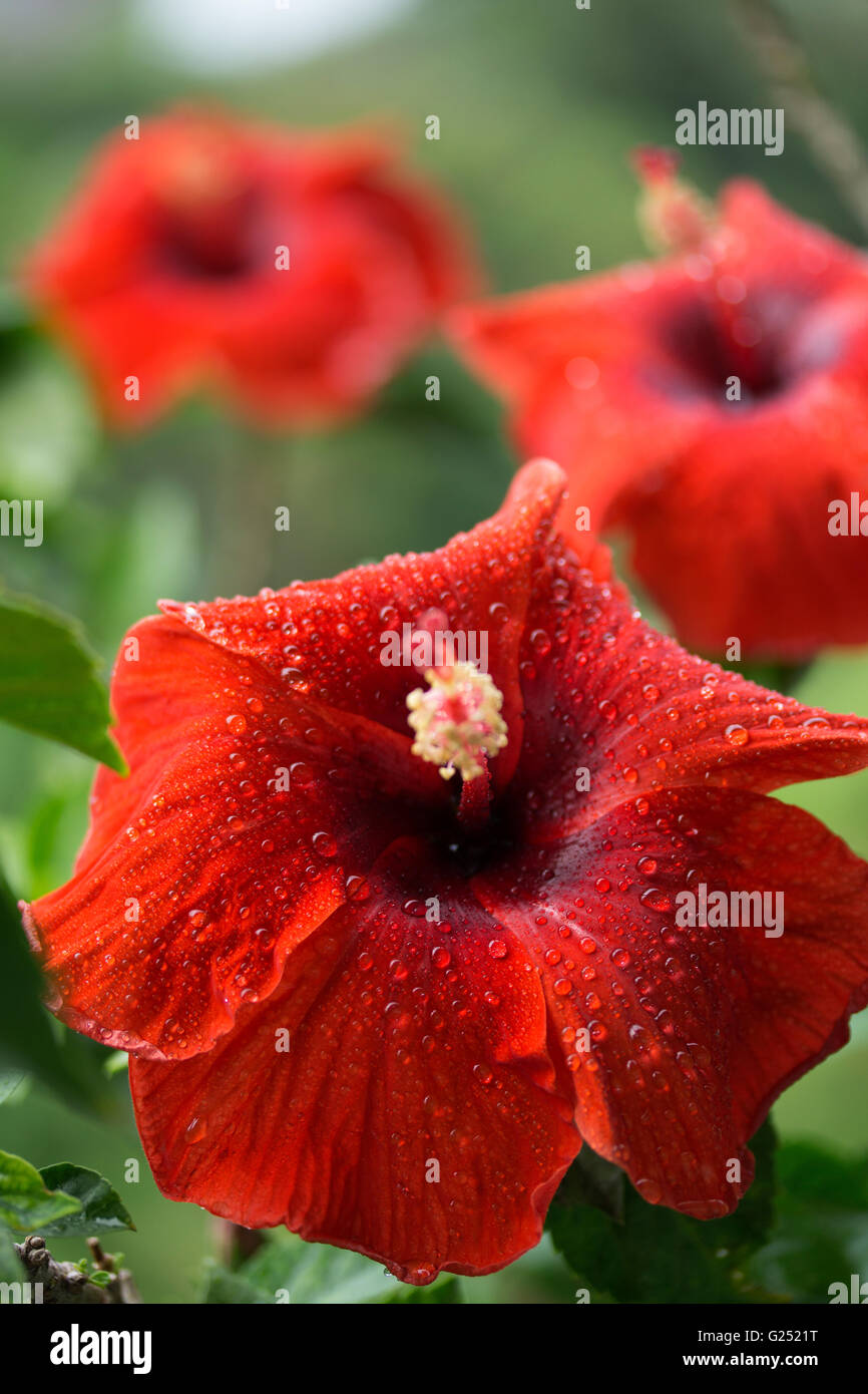 Hibiscus rosa-sinensis is Grown widely in the Philippines and known as the Gumamela plant Stock Photo