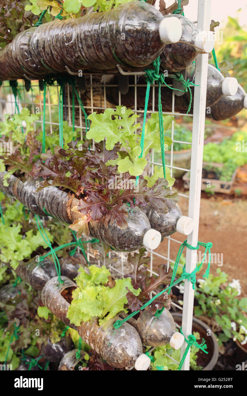 growing lettuce in used plastic bottles, reuse recycle eco concept,toning Stock Photo