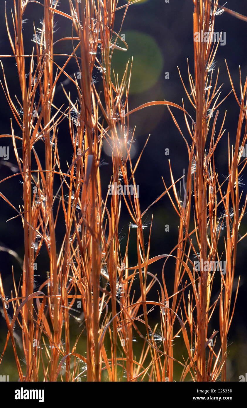 Back-lighting of copper colored native grass in the bush by sunlight Stock Photo