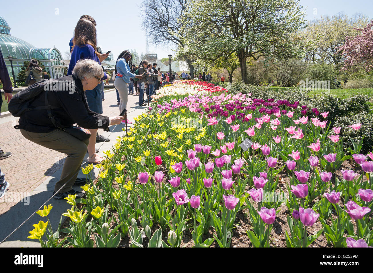 Woman taking photo of tulips Brooklyn Botanic Garden, New York, USA Stock Photo