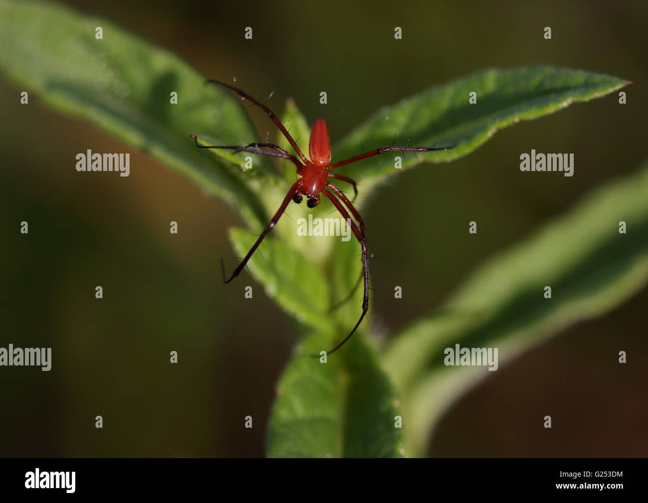Red male long-legged spider on a leaf Stock Photo