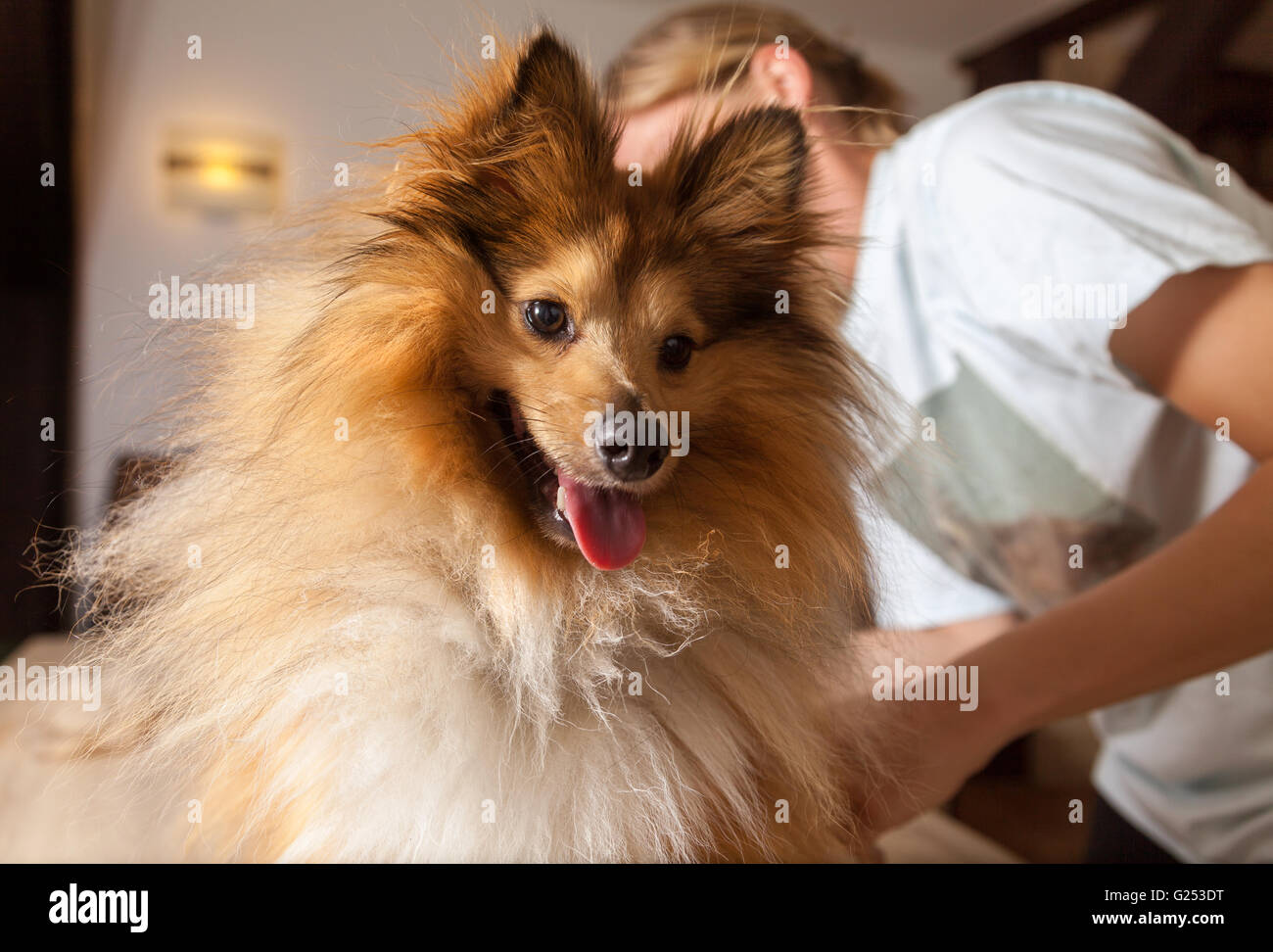 shetland sheepdog grooming
