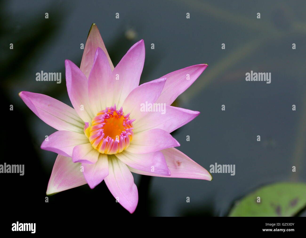 Close-up of a one-day-old single pink waterlily. Stock Photo