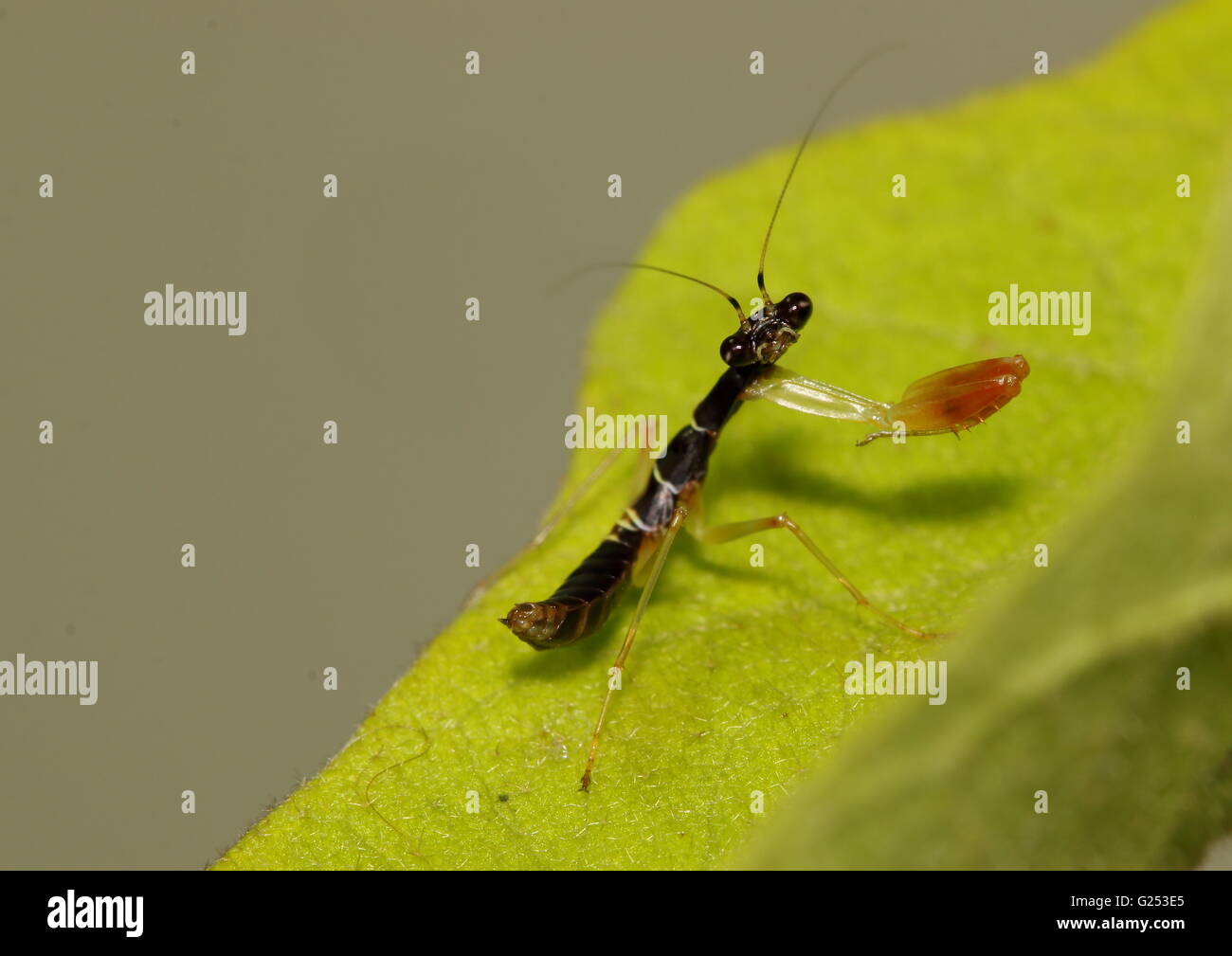 Juvenile black praying mantis on a leaf caught by surprise Stock Photo