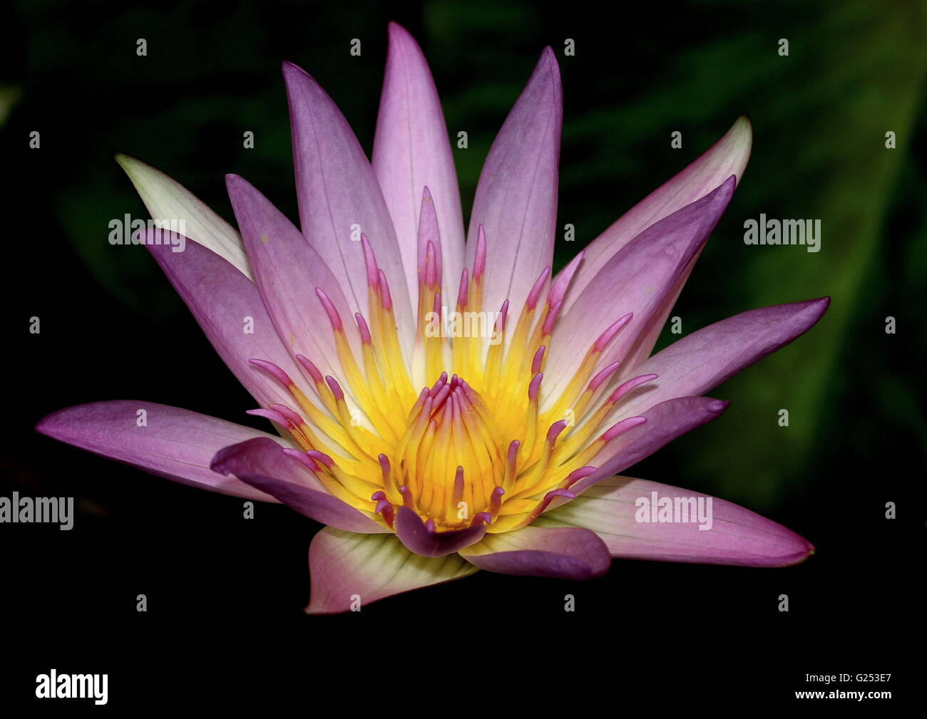 Framed close-up of a single pink waterlily with yellow centre. Stock Photo