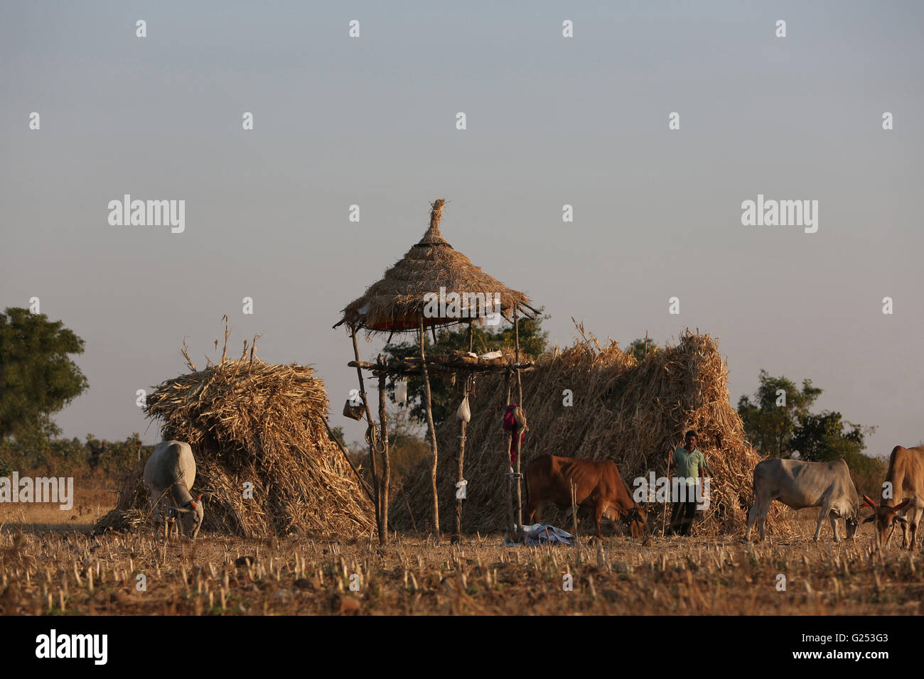 Machan or hut in fields . Mahur Village, Maharashtra, India Stock Photo