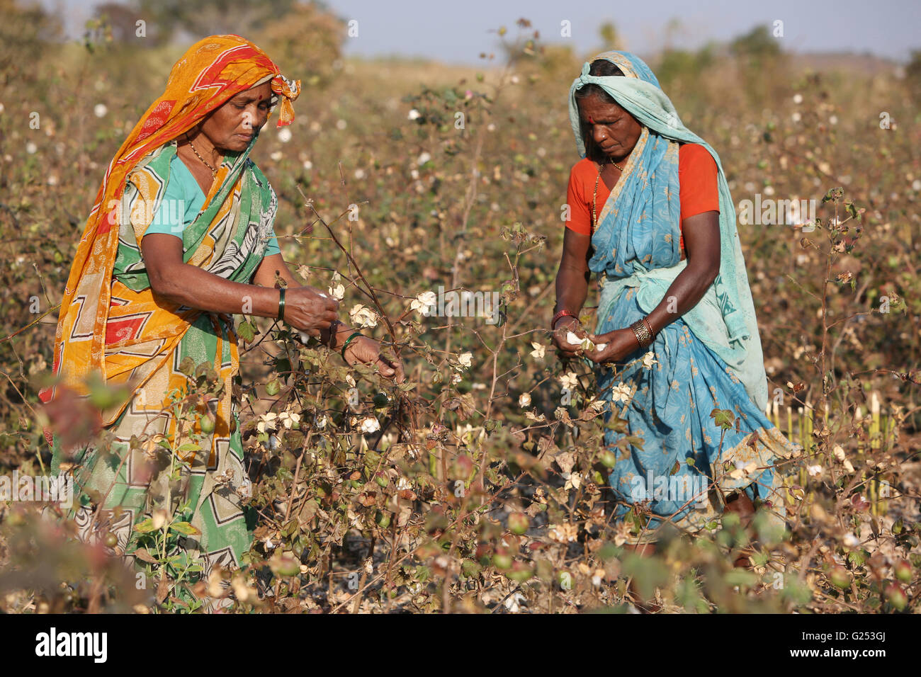 PRADHAN TRIBE - Tribal women picking cotton. Pradhan boti Village, Kalam Taluka, in Maharashtra in India Stock Photo