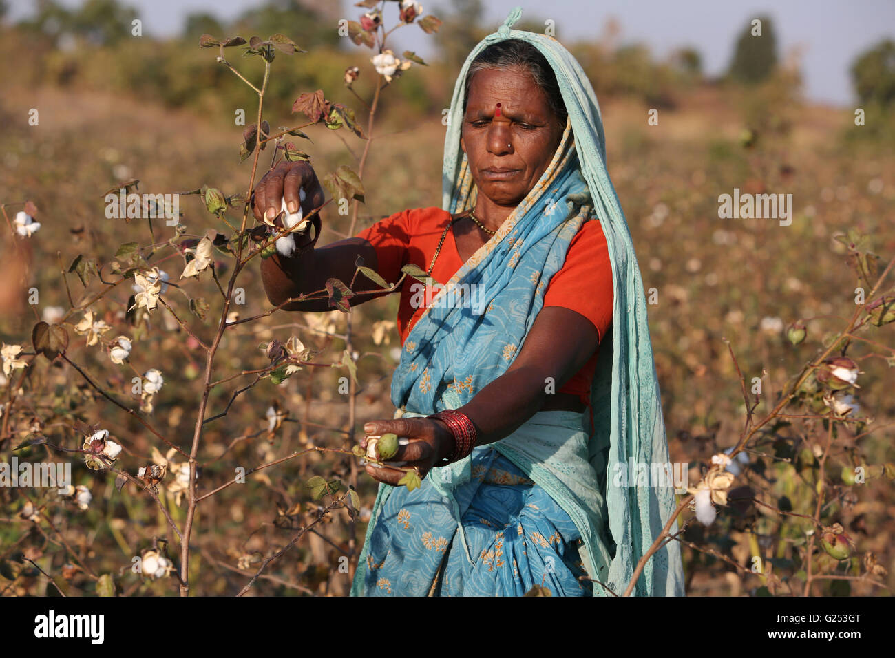 PRADHAN TRIBE - Tribal women picking cotton. Pradhan boti Village, Kalam Taluka, in Maharashtra in India. Rural faces of India Stock Photo
