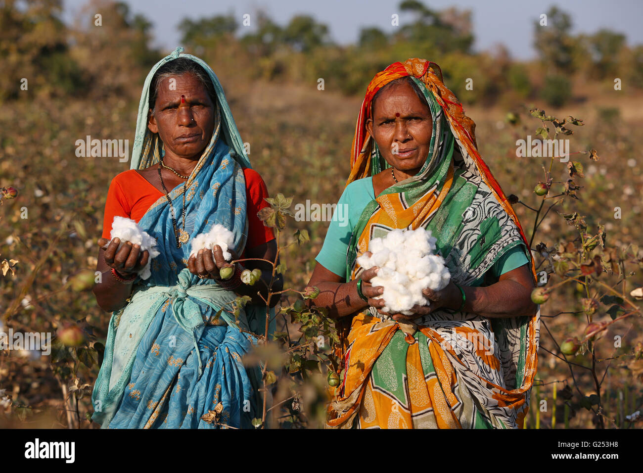 PRADHAN TRIBE - Tribal women picking cotton. Pradhan boti Village, Kalam Taluka, in Maharashtra in India Stock Photo