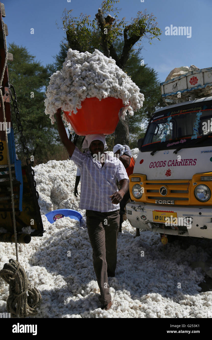 Man carrying cotton in plastic basket. Bhokar Village, Nanded District, Maharashtra, India Stock Photo