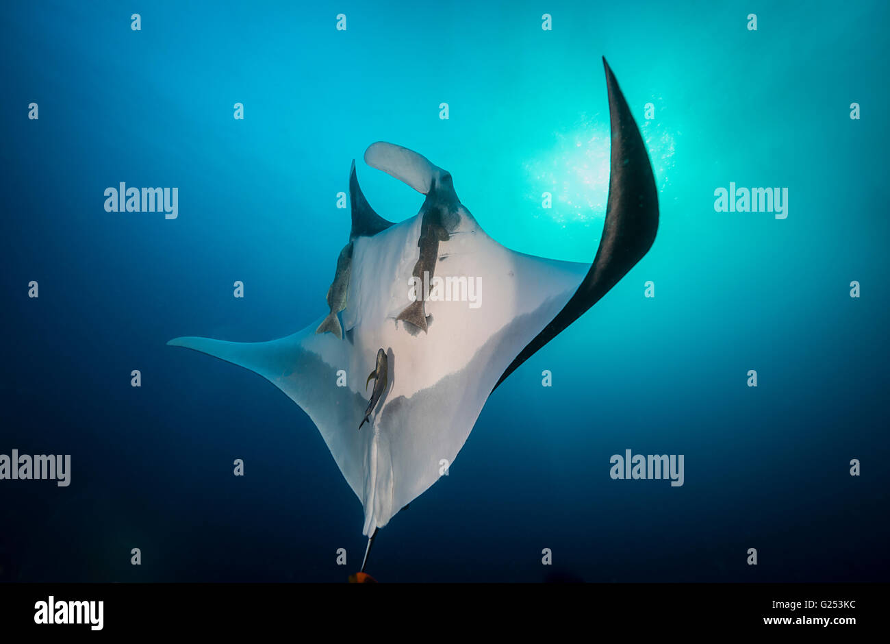 Oceanic Manta ray swimming Socorro, Mexico Stock Photo