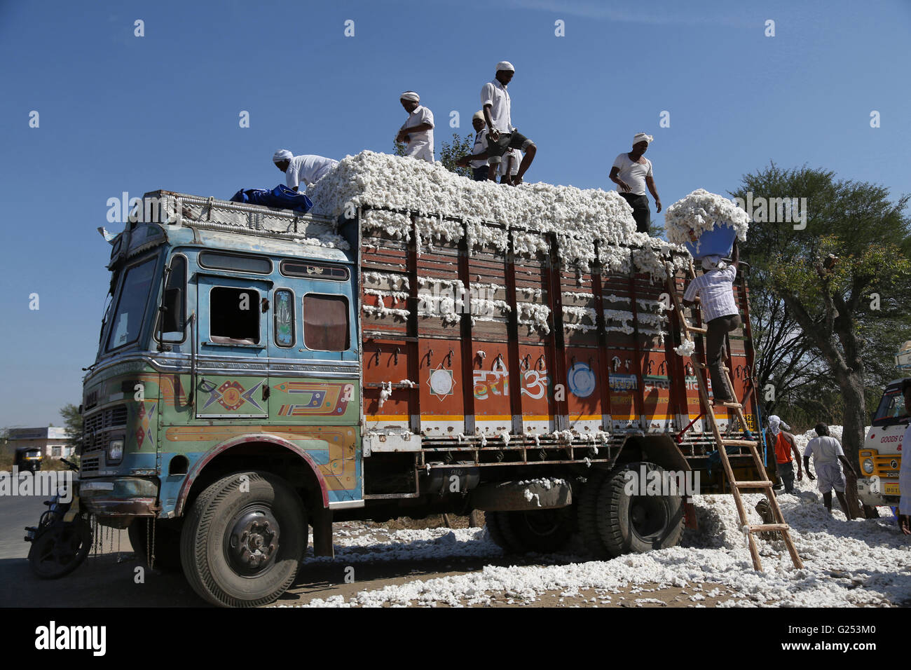 Man loading cotton in a truck. Bhokar Village, Nanded District, Maharashtra in India Stock Photo
