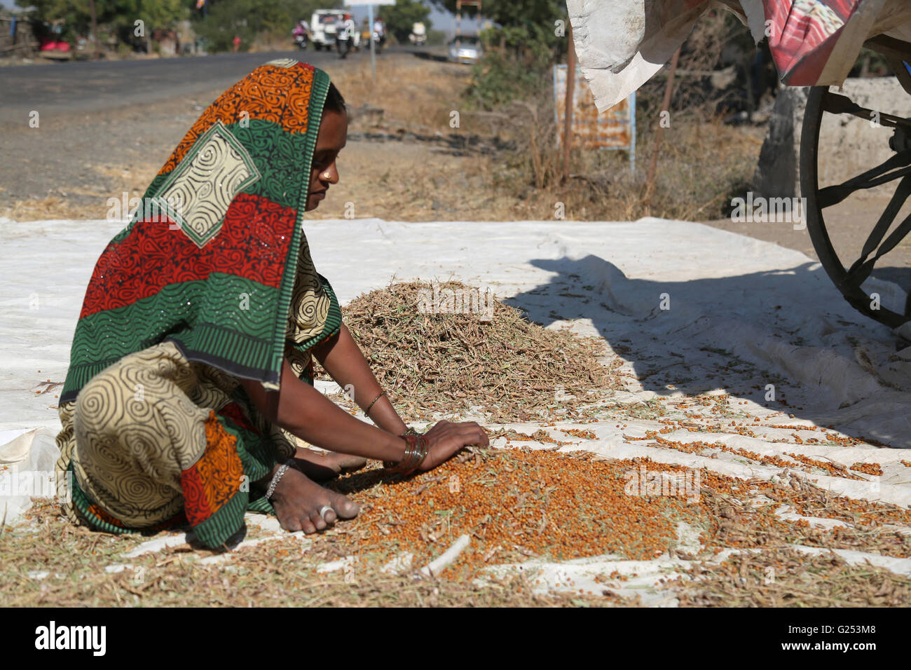 Gola Samaj woman shifting grains. Shingarwadi, Nanded Dist., Maharashtra in India Stock Photo