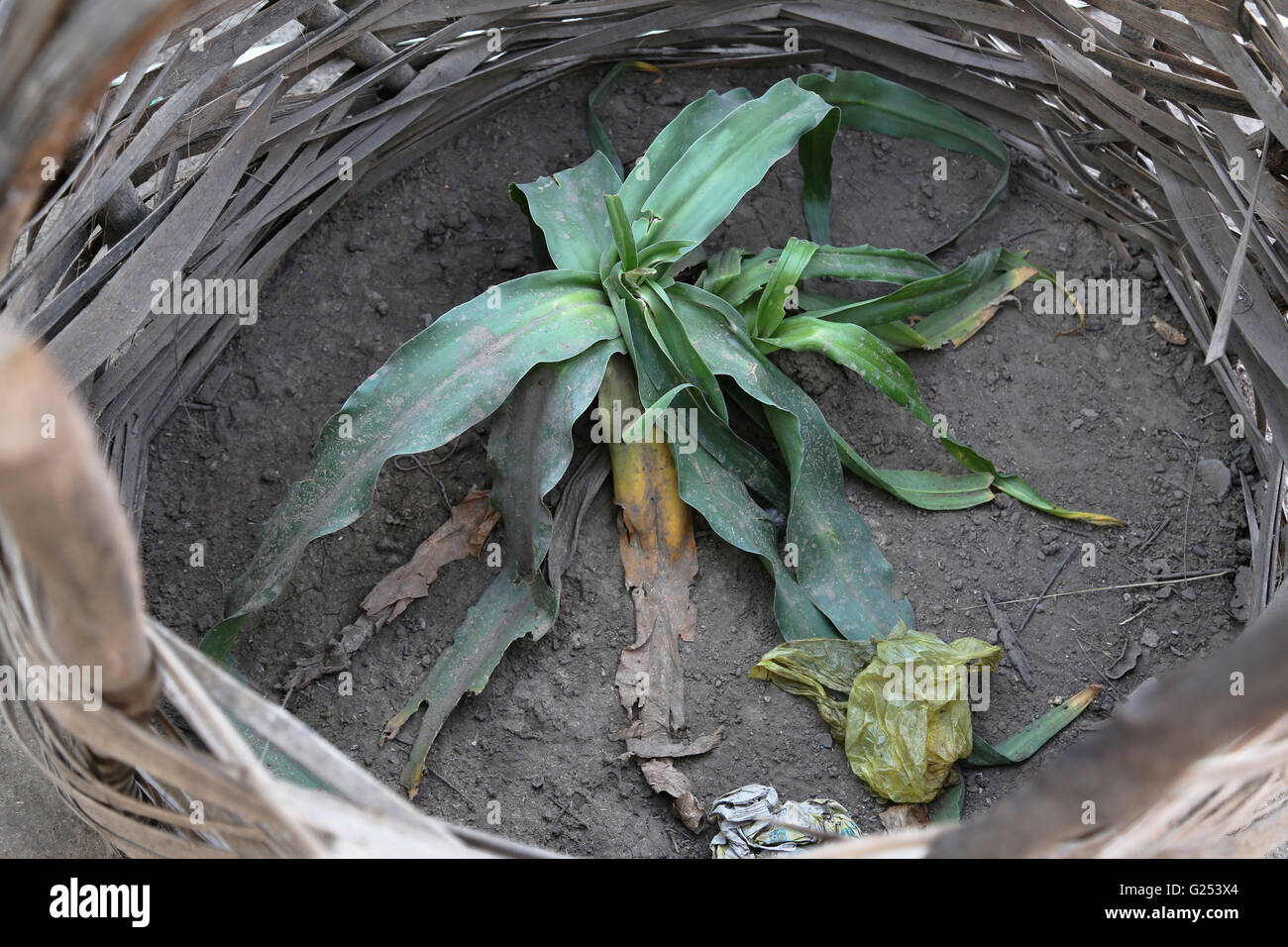 KOLAM - Plant used for snake bite. Metawali, Jangli Kanda, Shiv Shakti nagar, Gongarwadi, Maharashtra, India Stock Photo