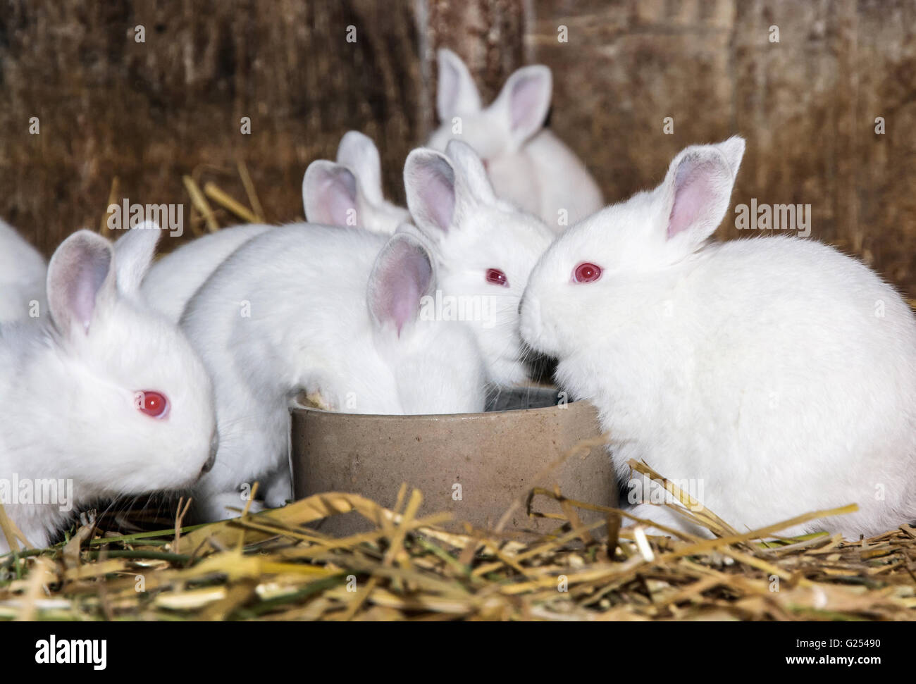 Beautiful white rabbits. Animal portrait. Big ears and red eyes. Animal
