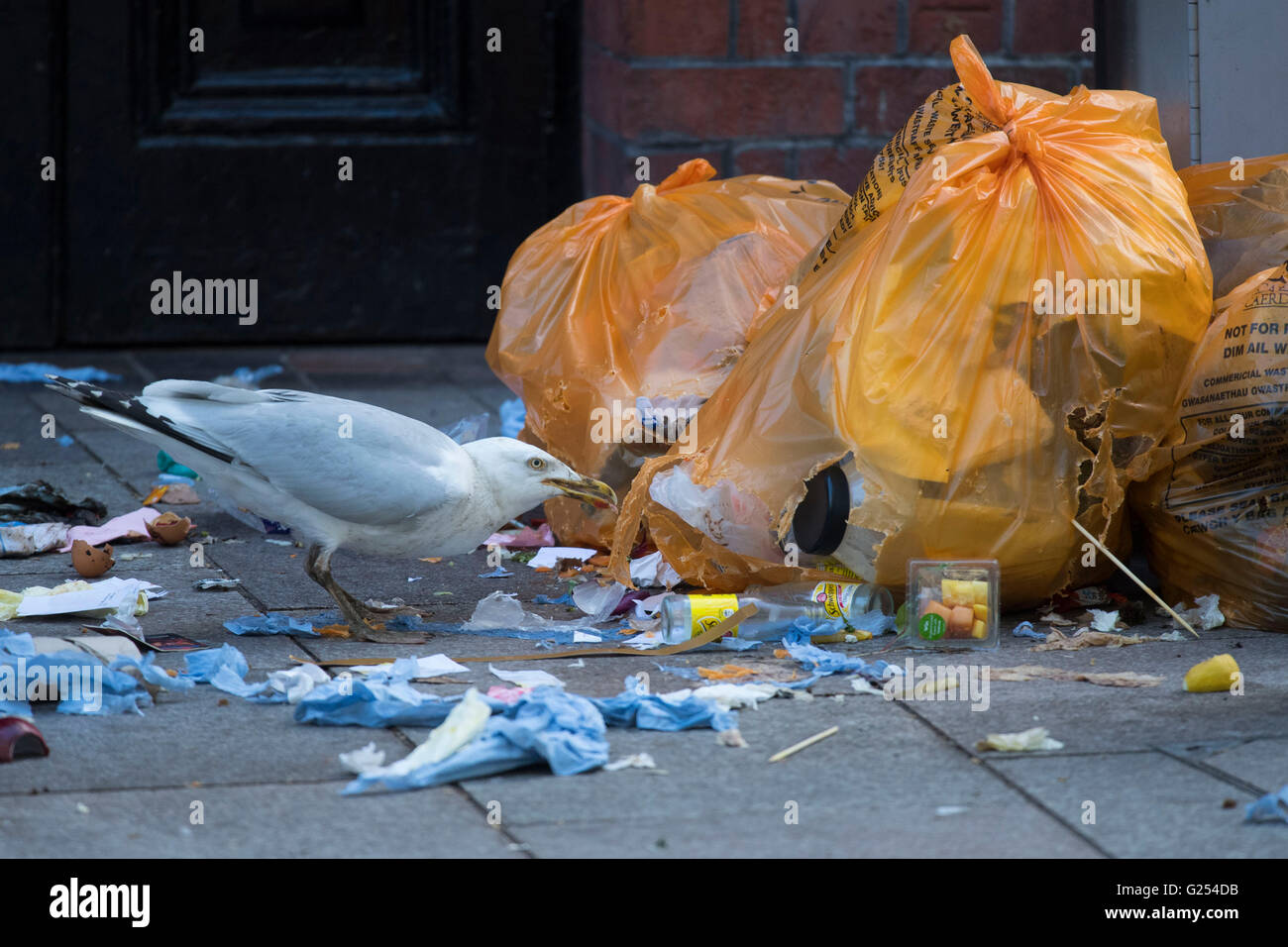 A seagull bird pecking at waste food in rubbish bags on the street. Stock Photo
