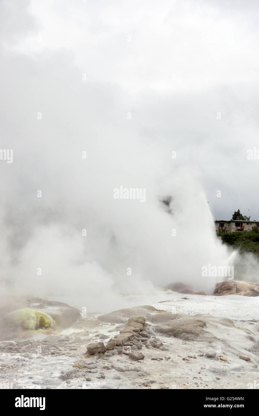 Pohutu Geyser, Te Puia Stock Photo