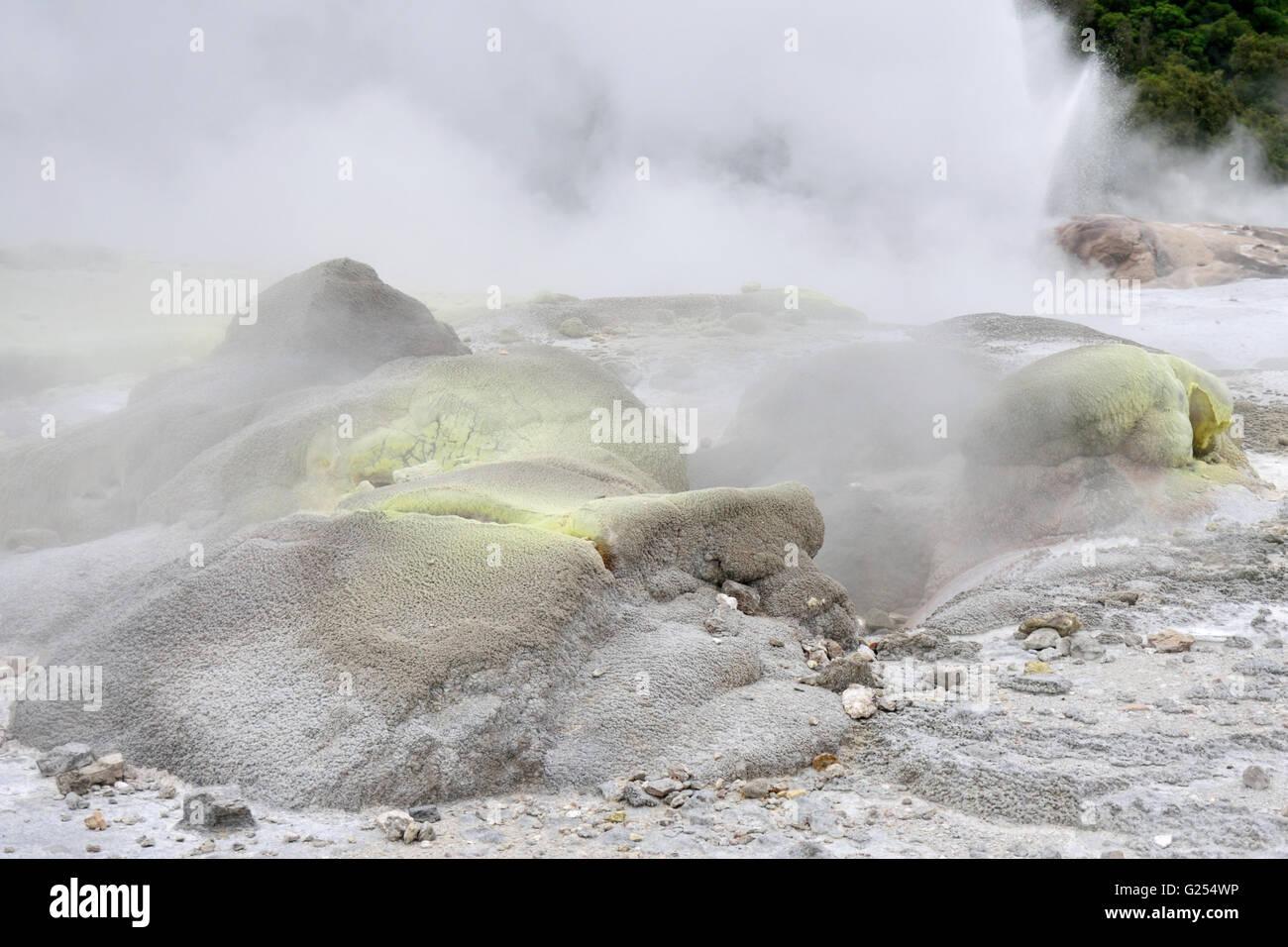 Geothermal Vents at Te Puia Stock Photo