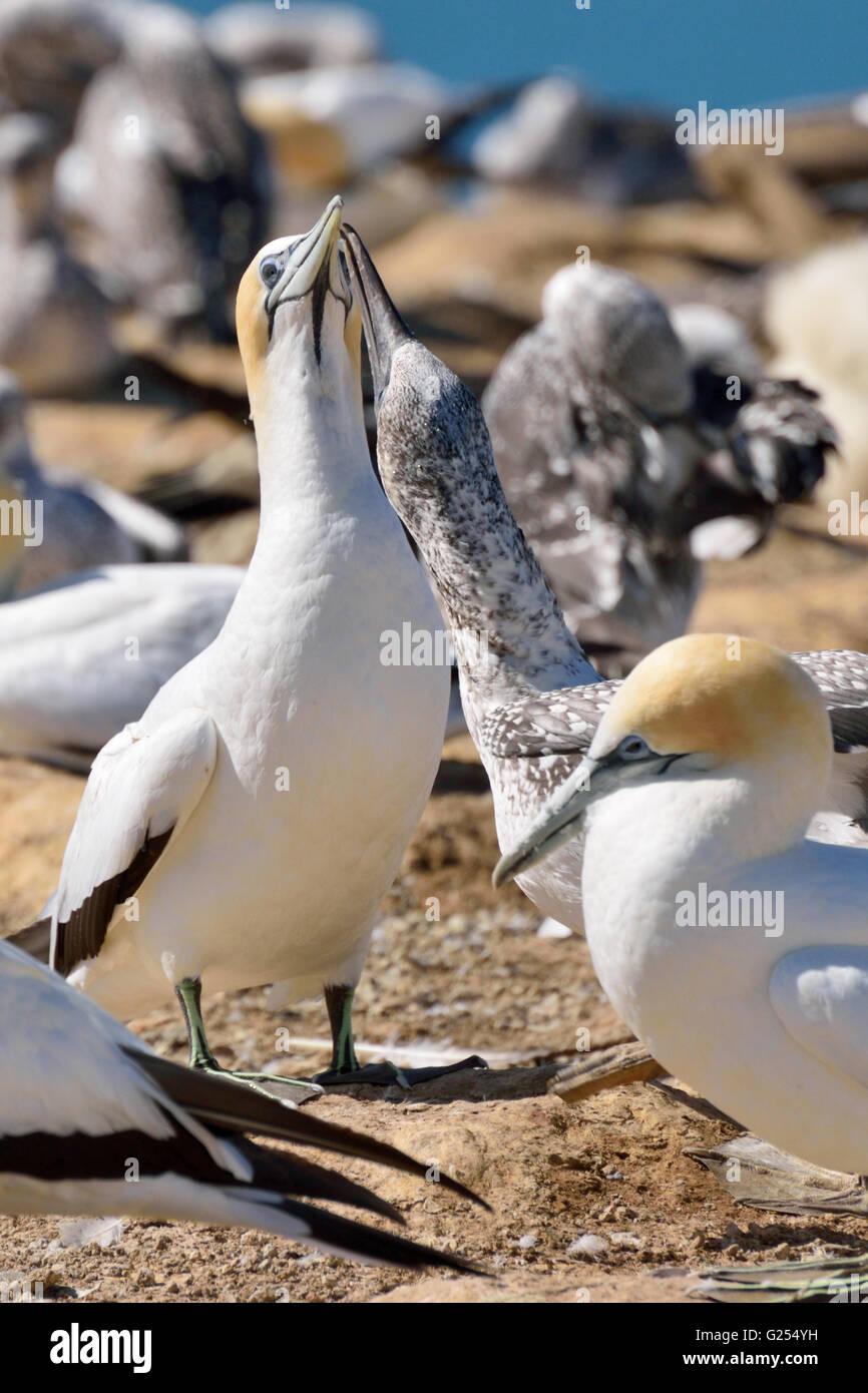 Gannets at Cape Kidnappers Stock Photo
