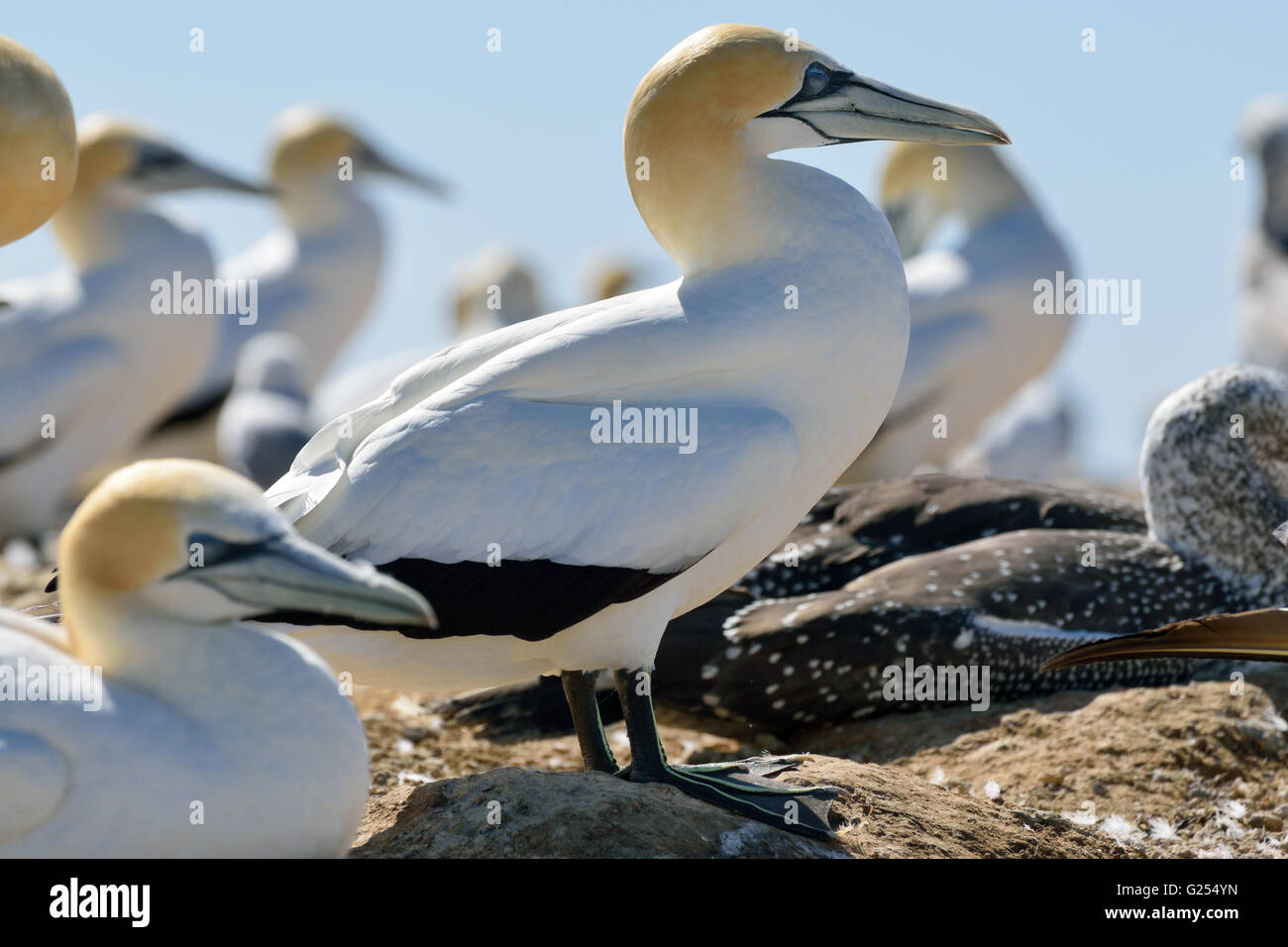 Gannets at Cape Kidnappers Stock Photo