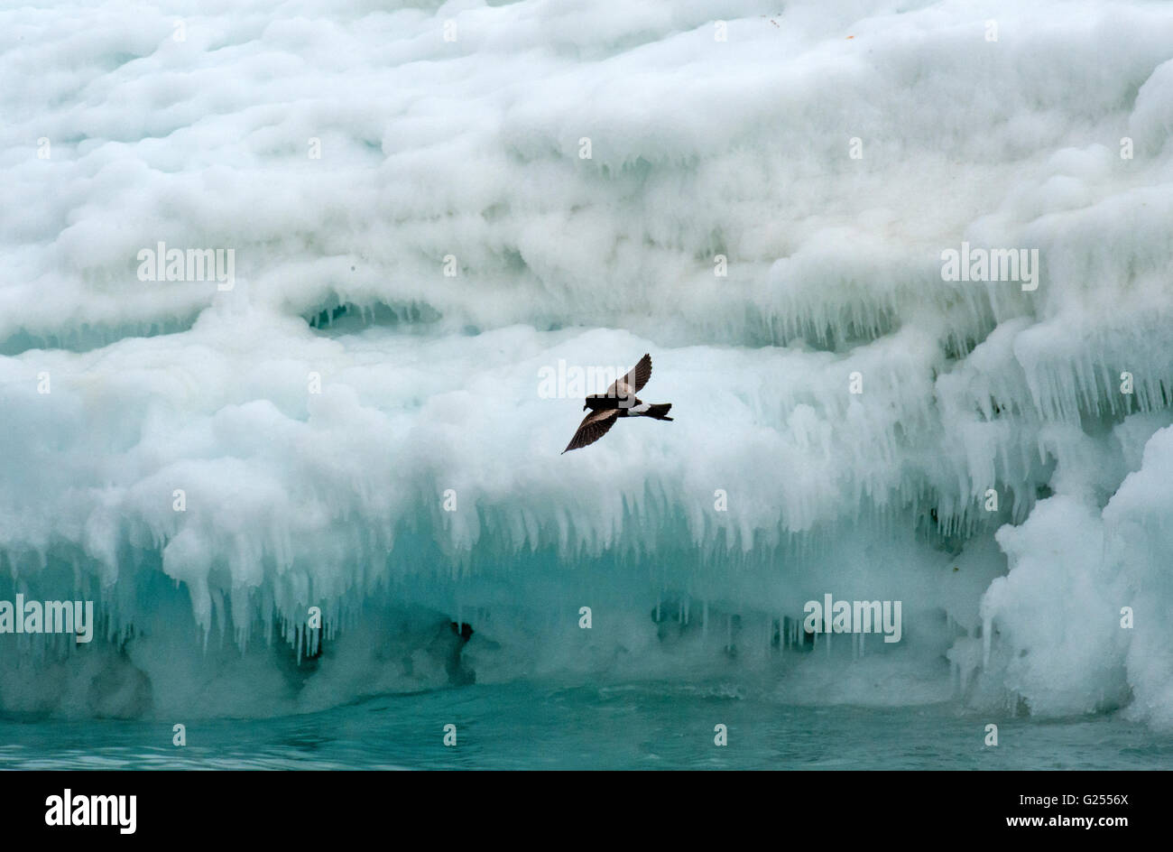 Wilson's Storm Petrel in flight Brown Bluff, Antarctica Stock Photo